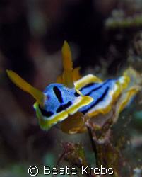 Chromodoris taken at Wakatobi with Canon S70 by Beate Krebs 